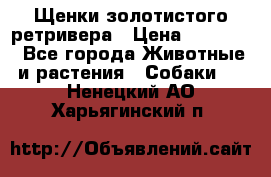 Щенки золотистого ретривера › Цена ­ 15 000 - Все города Животные и растения » Собаки   . Ненецкий АО,Харьягинский п.